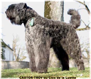 bouvier des flandres du clos de la luette - copyright déposé